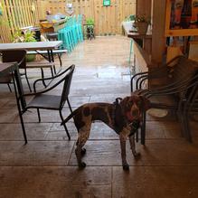 Robbie's Bar & Grill restaurant view 1