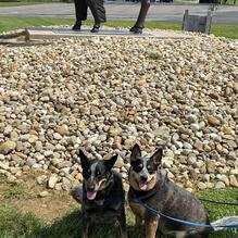 Hungry Buffalo restaurant view 3