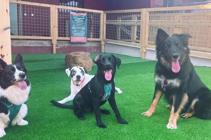 Four dogs at The Bark, a dog park in Knoxville