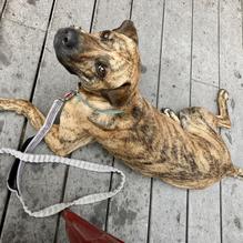 Sea Shanty Restaurant restaurant view 4