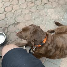 Trolley Tap House restaurant view 2