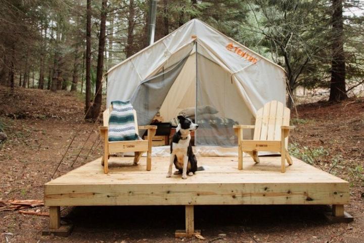 A dog sits on the deck of an Airbnb glamping safari tent.