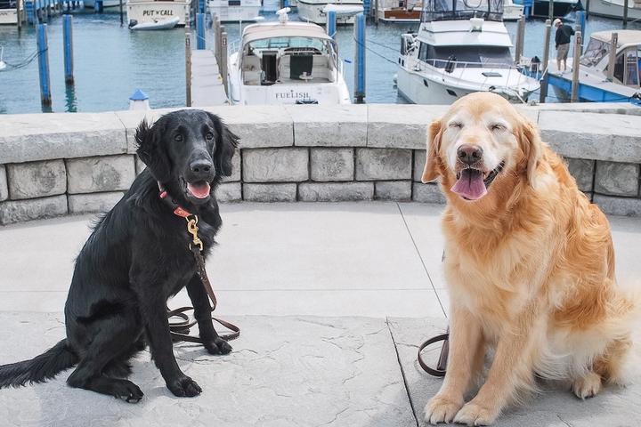 Two dogs pose at a marina in dog-friendly Mackinac Island, MI