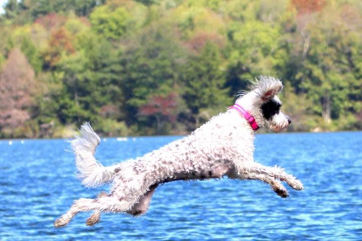 A dog dock dives into a lake at Camp Unleashed