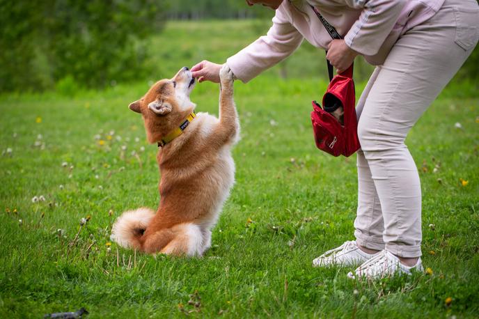 Un perro patea a una mujer en un césped cubierto de hierba