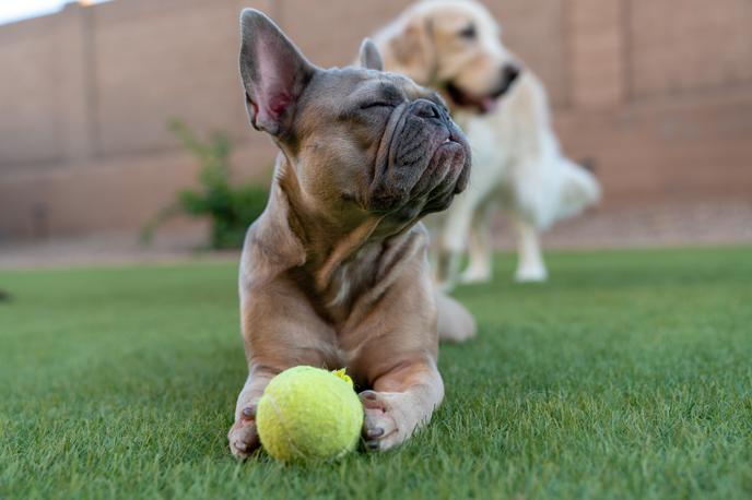 Un perro mastica una pelota de tenis en hierba verde