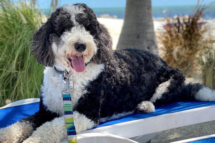 Doodle lays on towel at dog-friendly beach resort.