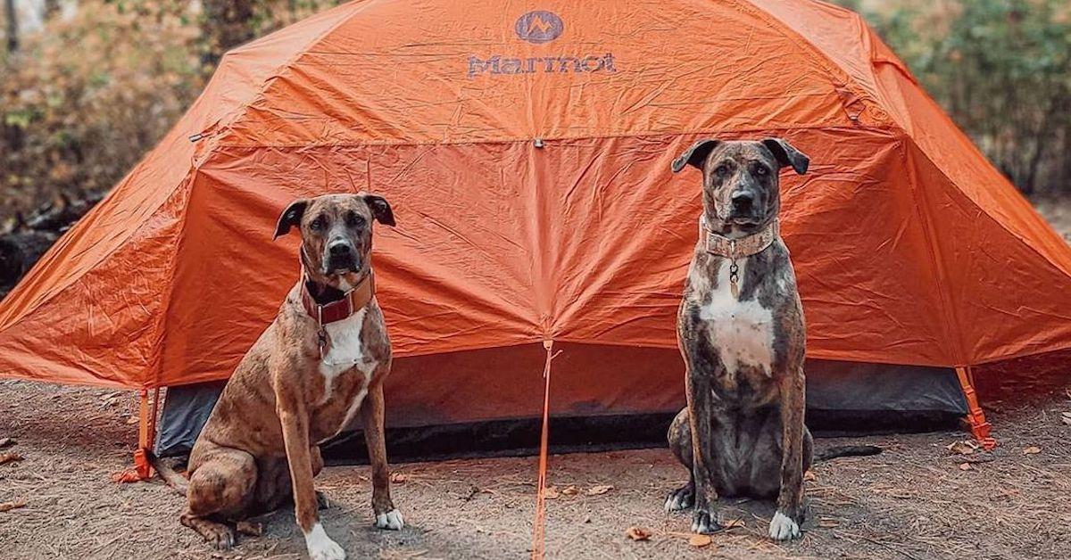 Best State Parks for Tent Camping With Your Dog