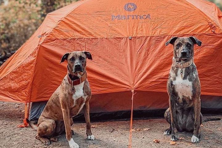Two dogs sit in front of a tent while at a dog-friendly campground
