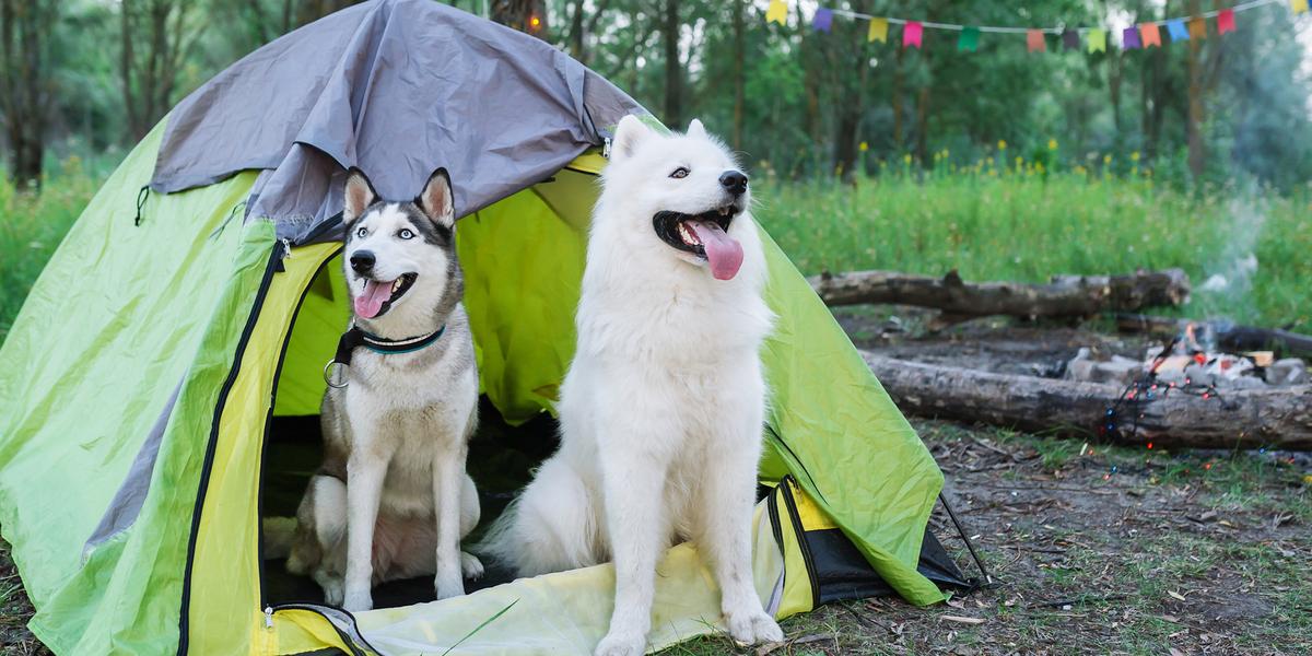 Dog proof tent hot sale