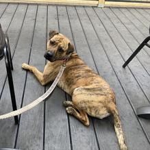 Pipeline Craft Taps & Kitchen restaurant view 1