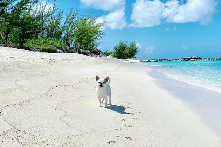 A Chihuahua enjoys the warm sun on a pet-friendly beach