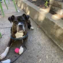 Bullfrog Brewery restaurant view 2