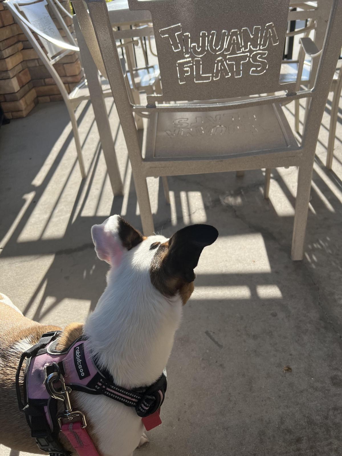Tijuana Flats restaurant view 1