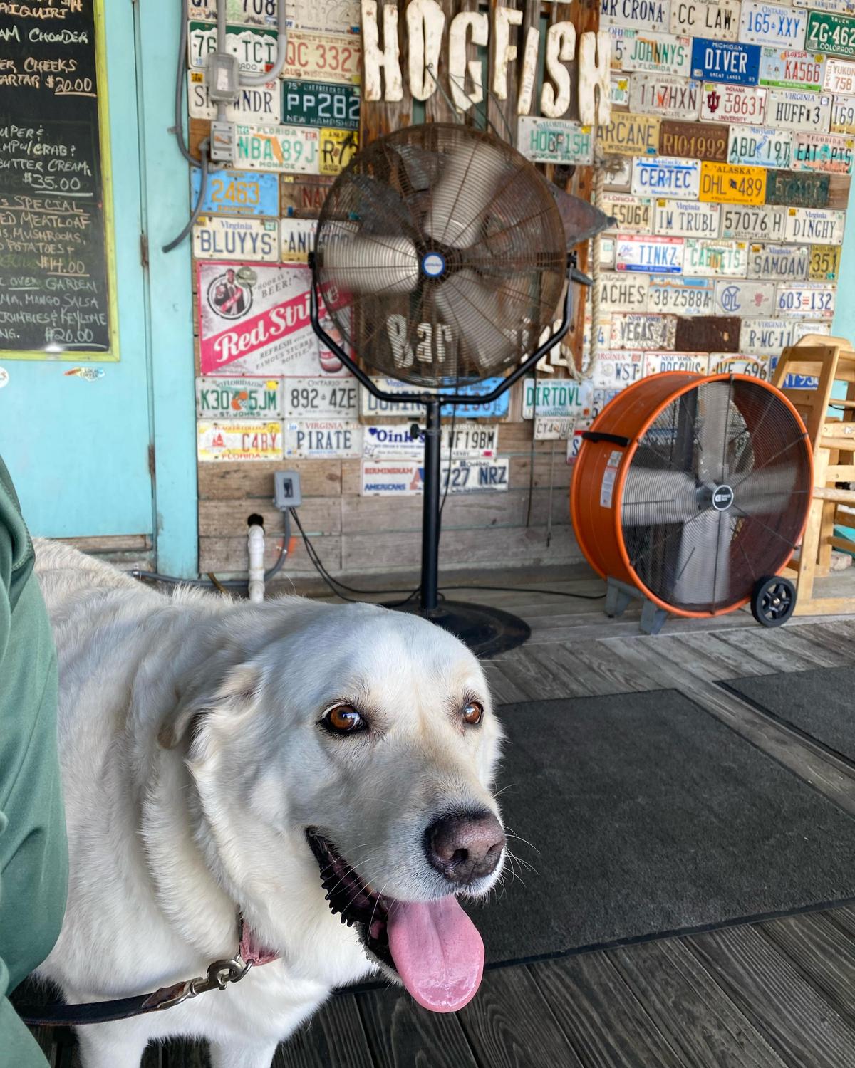 Hogfish Bar & Grill restaurant view 4