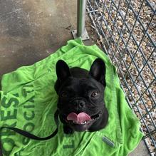 Akademia Brewing Company restaurant view 1