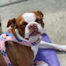 Jockamo Upper Crust Pizza restaurant view 1