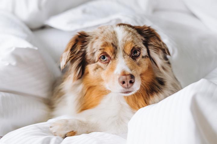 A dog wrapped in blankets at a pet-friendly Element Hotel