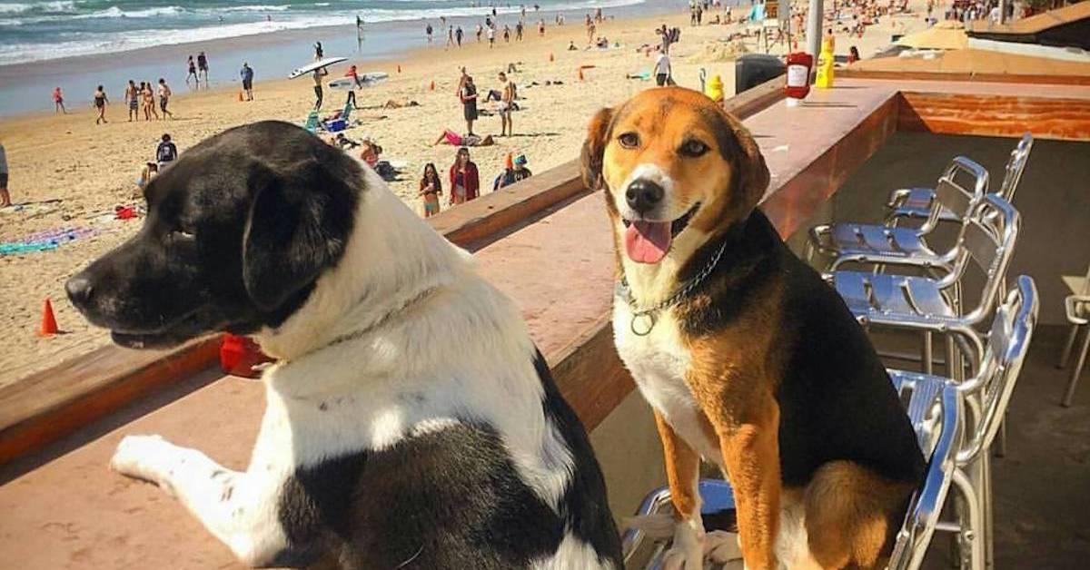 Beachside Restaurants That Welcome Dogs