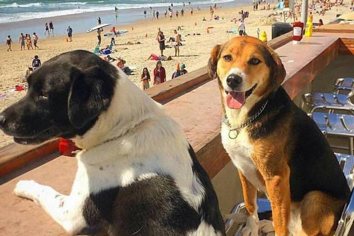 Two dogs sit at a pet-friendly restaurant bar overlooking the beach