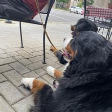 Columbia Steakhouse restaurant view 1