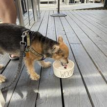 Hatch Taqueria & Tequilas restaurant view 3