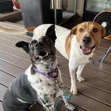 Gordon Street Tavern restaurant view 1