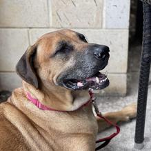 Tapped DraftHouse & Kitchen restaurant view 2