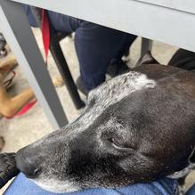 Tapped DraftHouse & Kitchen restaurant view 1