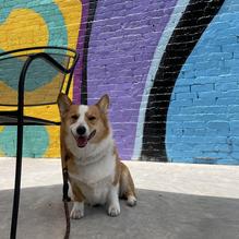 Sophisticated Hound Brewing Company restaurant view 2