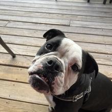 Pig Dog Pub restaurant view 1