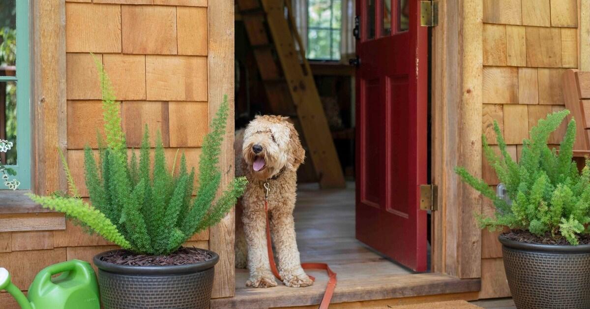 The Best Dog-Friendly Airbnb Treehouse in Every State