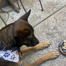 The Windmill Restaurant restaurant view 3