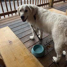 The Washington Brewing Company restaurant view 2