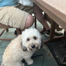 The Pub in the Park restaurant view 5