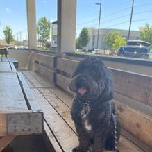 Angus Burgers & Shakes restaurant view 1