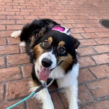 Shane's Rib Shack restaurant view 1