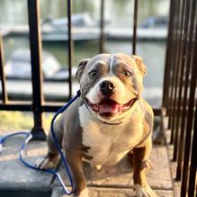 Slough House Social restaurant view 1