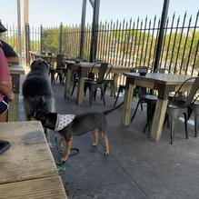 Cellarman's Pub & Brewery restaurant view 1