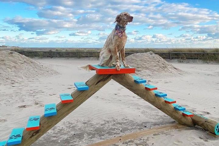 A dog sits atop agility equipment at a dog park in New Jersey