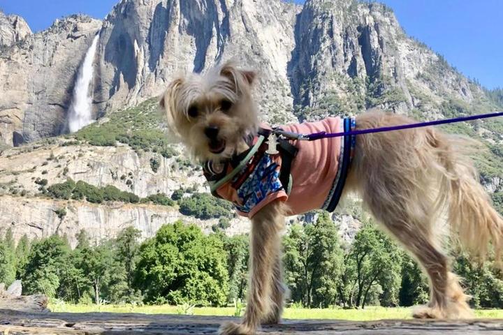 A dog poses in front of a waterfall at dog-friendly Yosemite National Park