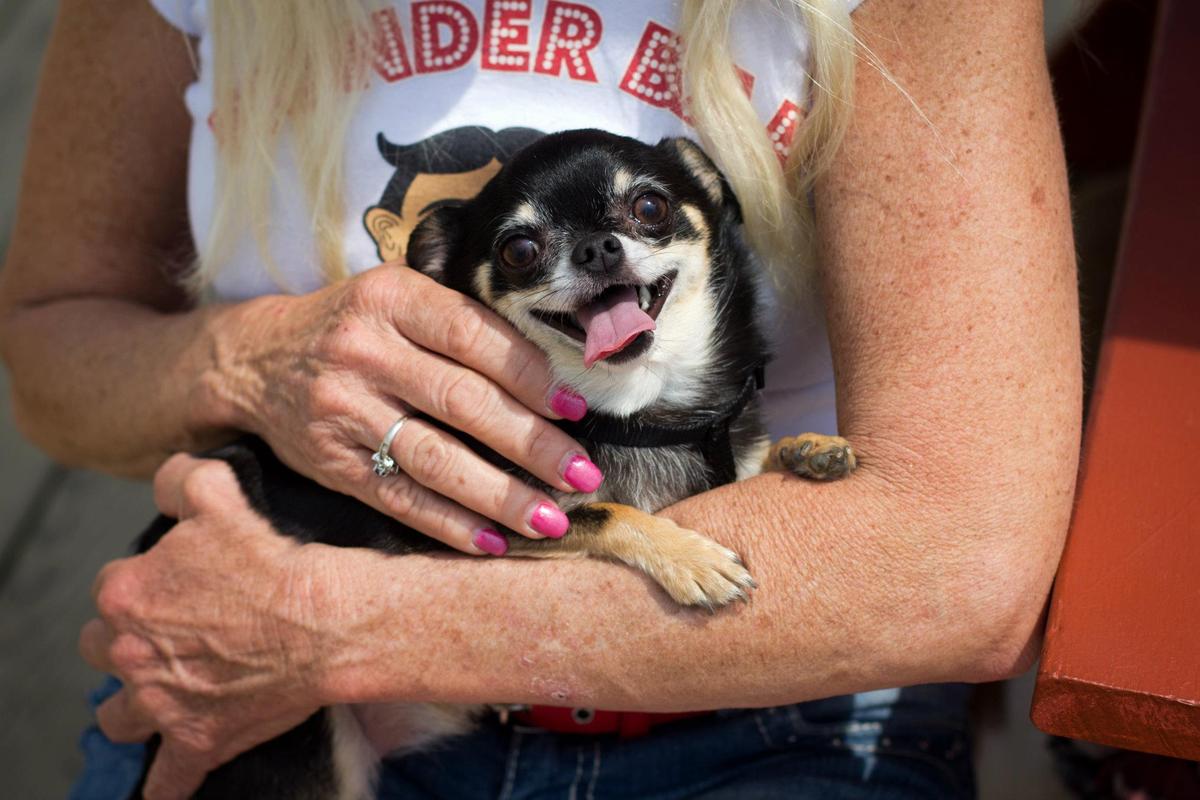 Dog friendly jersey deals shore