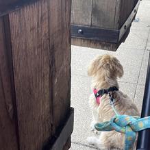 Pignetti's restaurant view 2