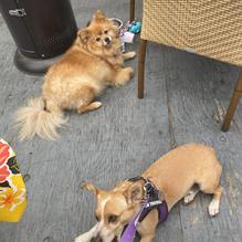 Walnut Ave Cafe restaurant view 2