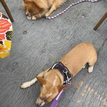 Walnut Ave Cafe restaurant view 3