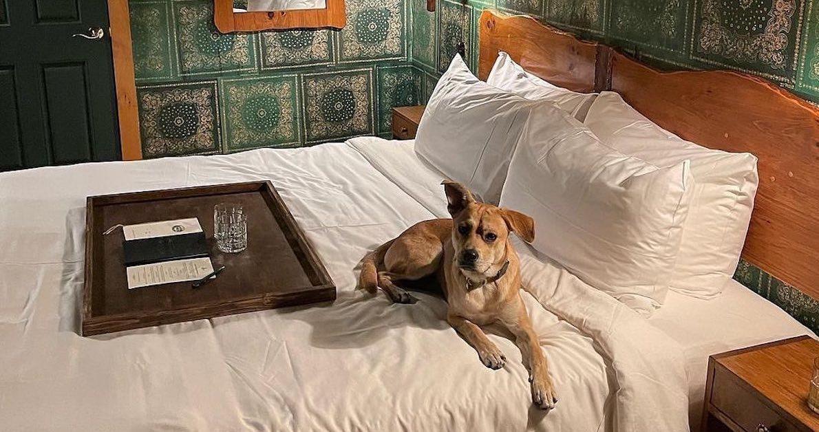 Dog-Friendly Hostels