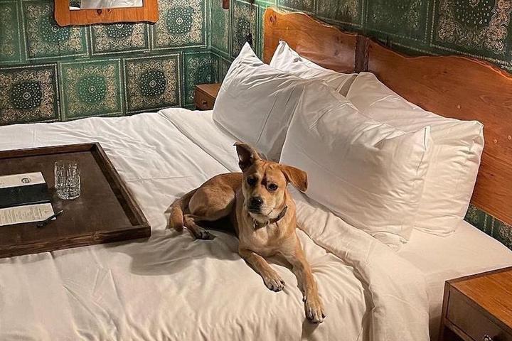 A dog rests on a bed at a pet-friendly hostel