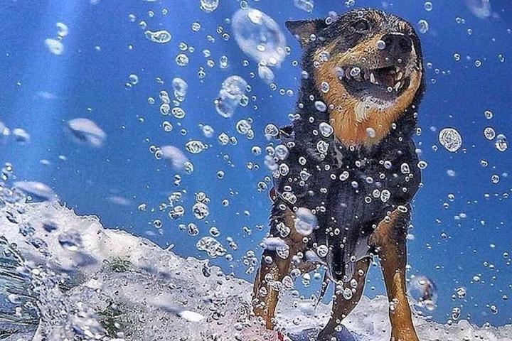 Dog Surf Championship and Other Upcoming August Events