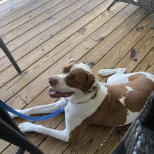 Grapevine Farms restaurant view 1