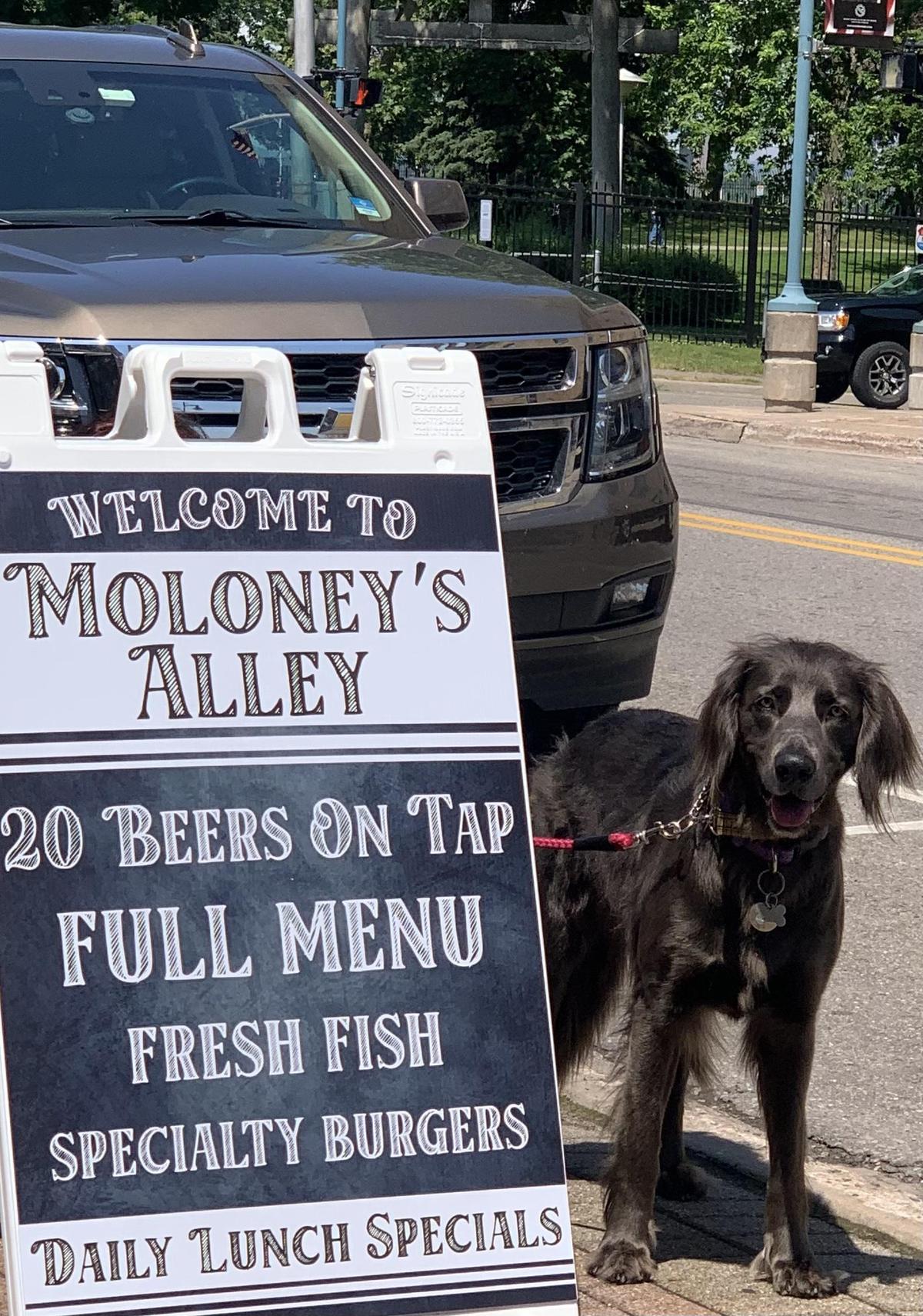 Moloney's Alley restaurant view 1